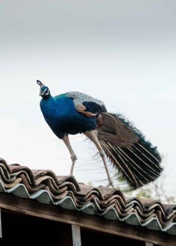 Top Notch Villas in Sri Lanka M Beach House Mawella Tangalle Beach Villa